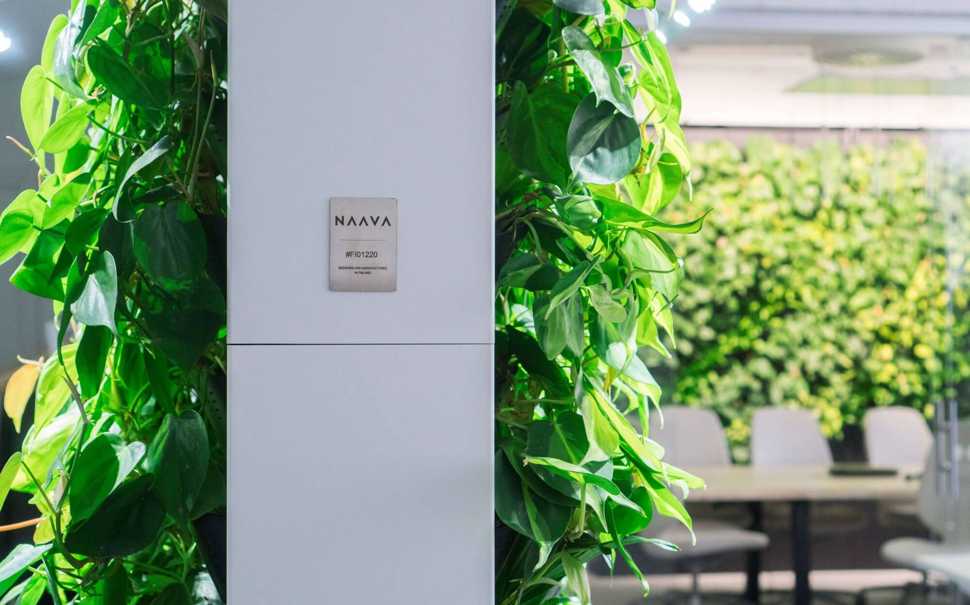 How do Naava plants stay alive and kicking?